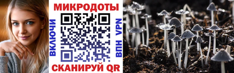 Галлюциногенные грибы Psilocybine cubensis Чаплыгин